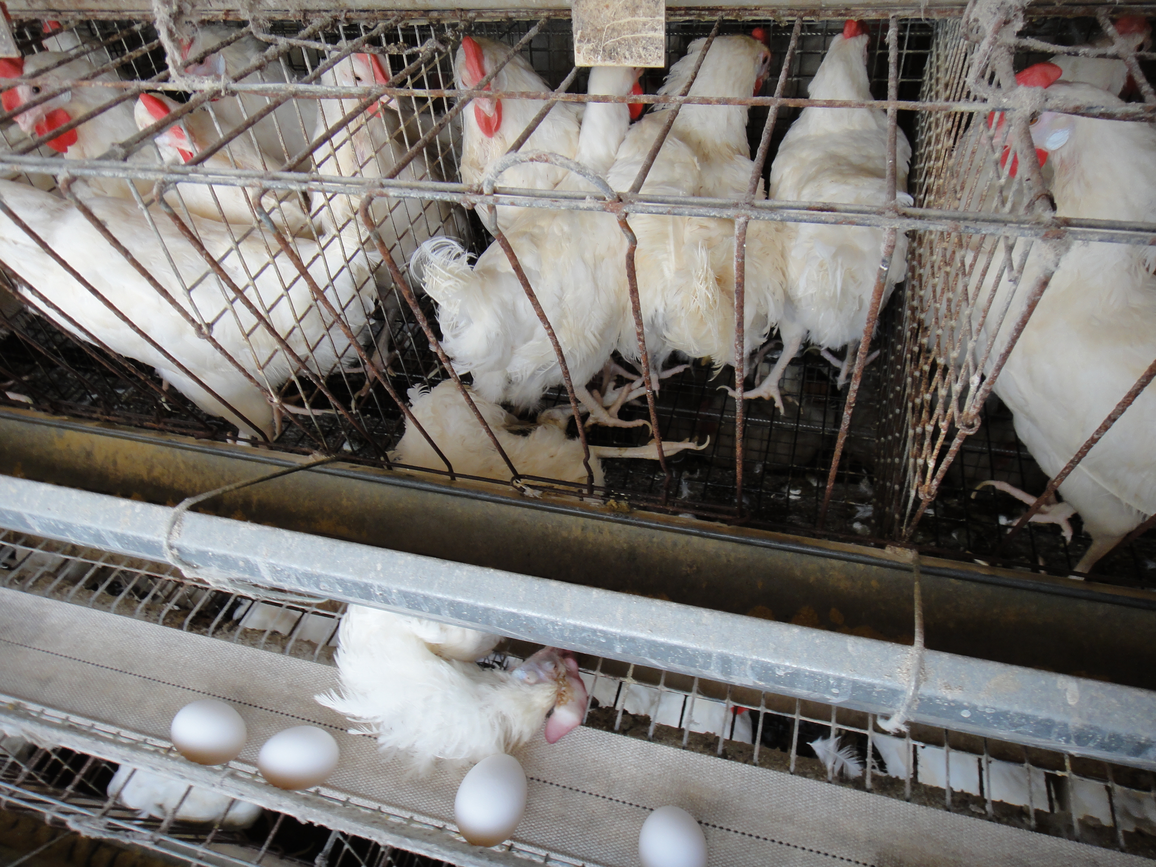Chicken abuse alleged at largest egg producer