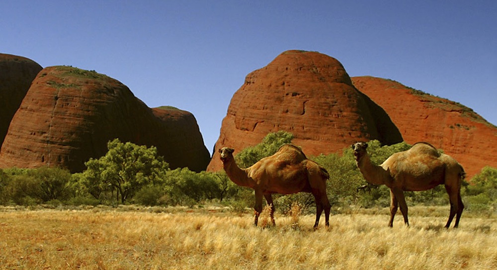 Camels in Australia? 1 million causing havoc