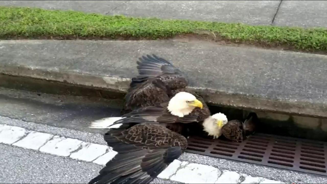 2 bald eagles get stuck in storm drain after midair battle