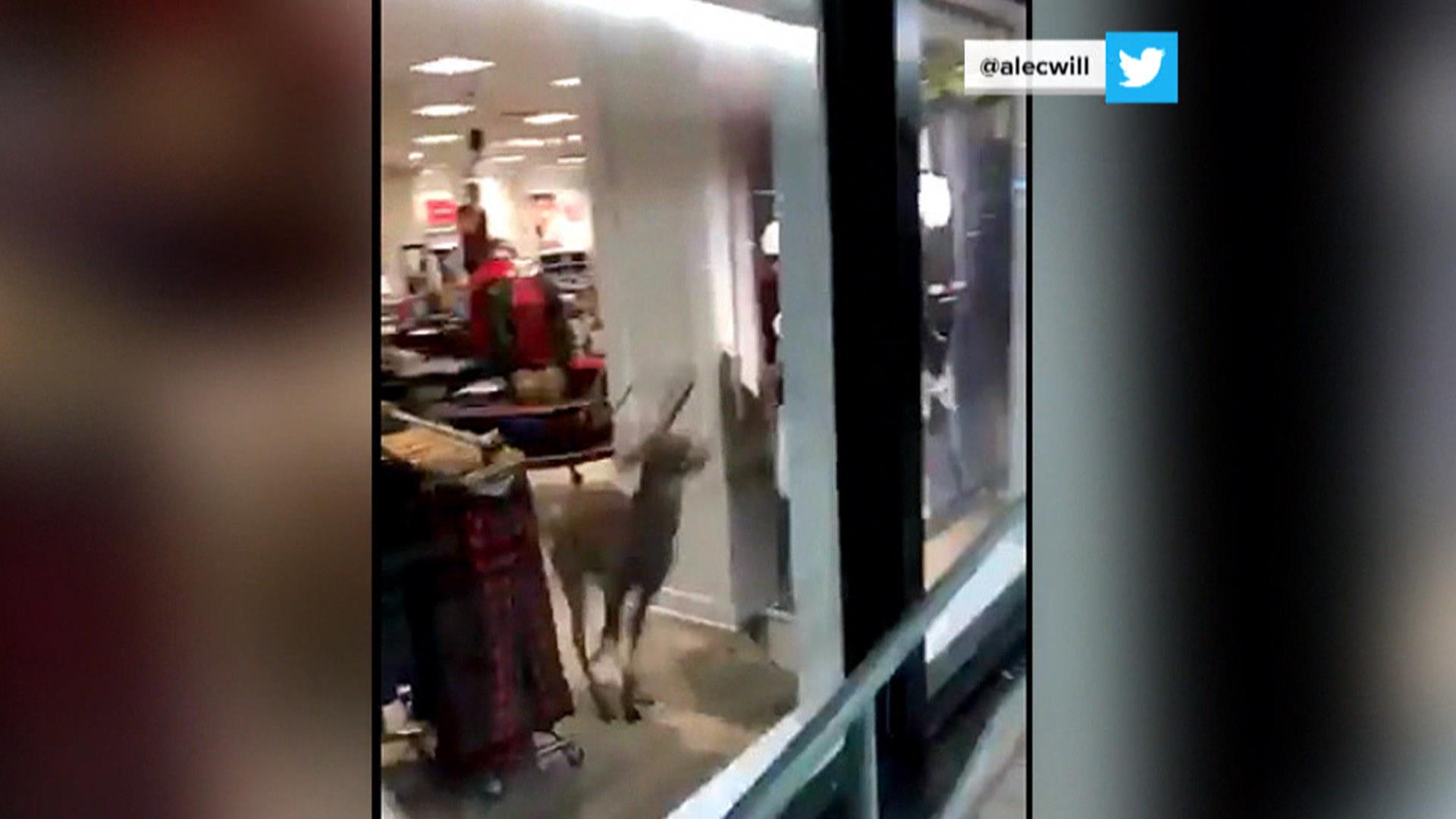 Watch deer smash through window to escape store