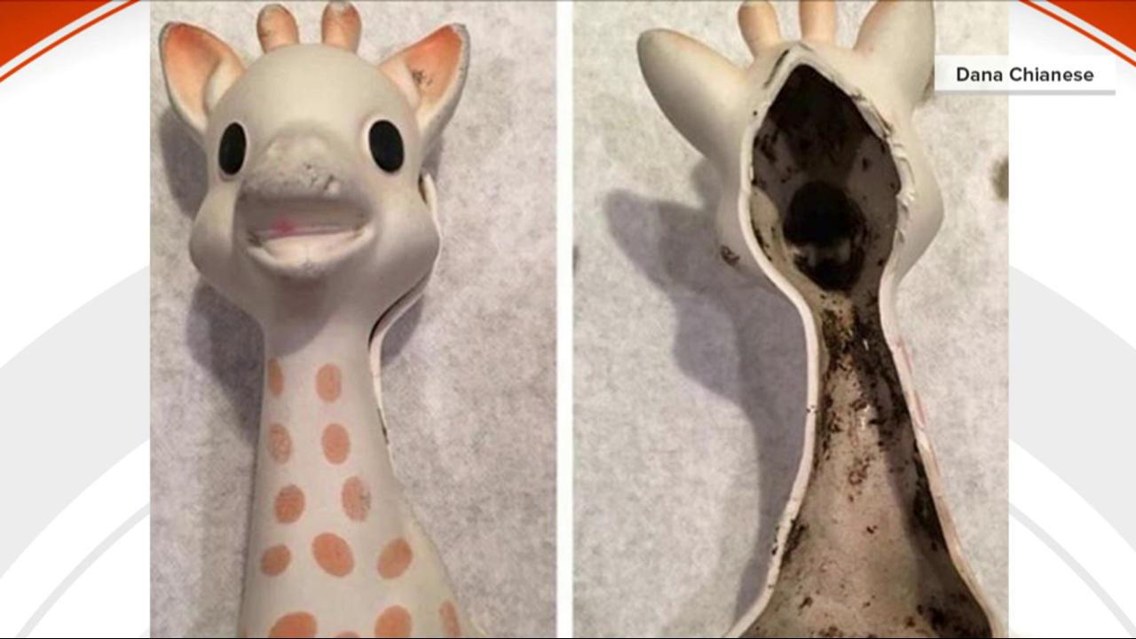 Sophie the Giraffe, a popular teething toy, under fire for mold