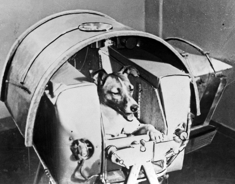 How a dog blazed the trail for life in space