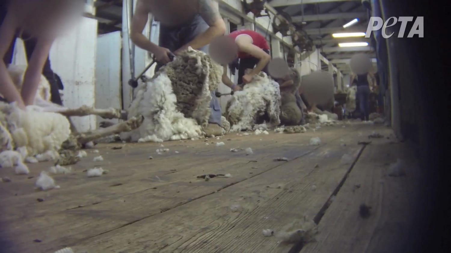 PETA: There's No Such Thing as Humane Wool - NBC News2500 x 1406