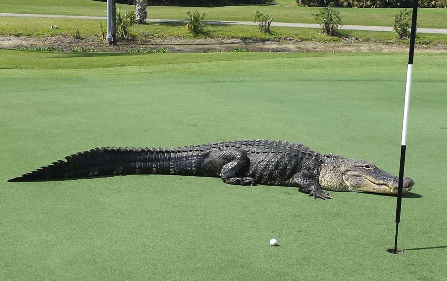 Giant Gator goes golfing.  Eleven Warriors