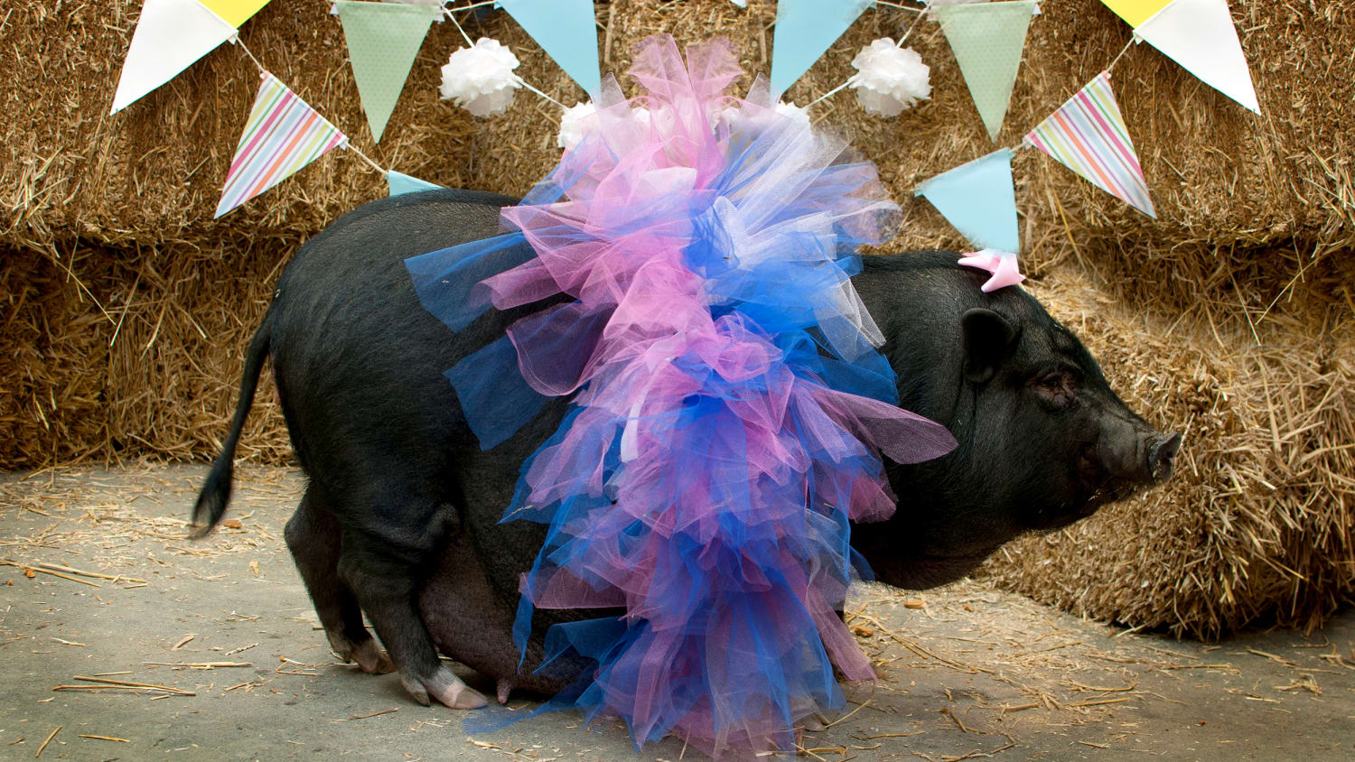 This pregnant pig’s maternity shoot is tutu charming - TODAY.com