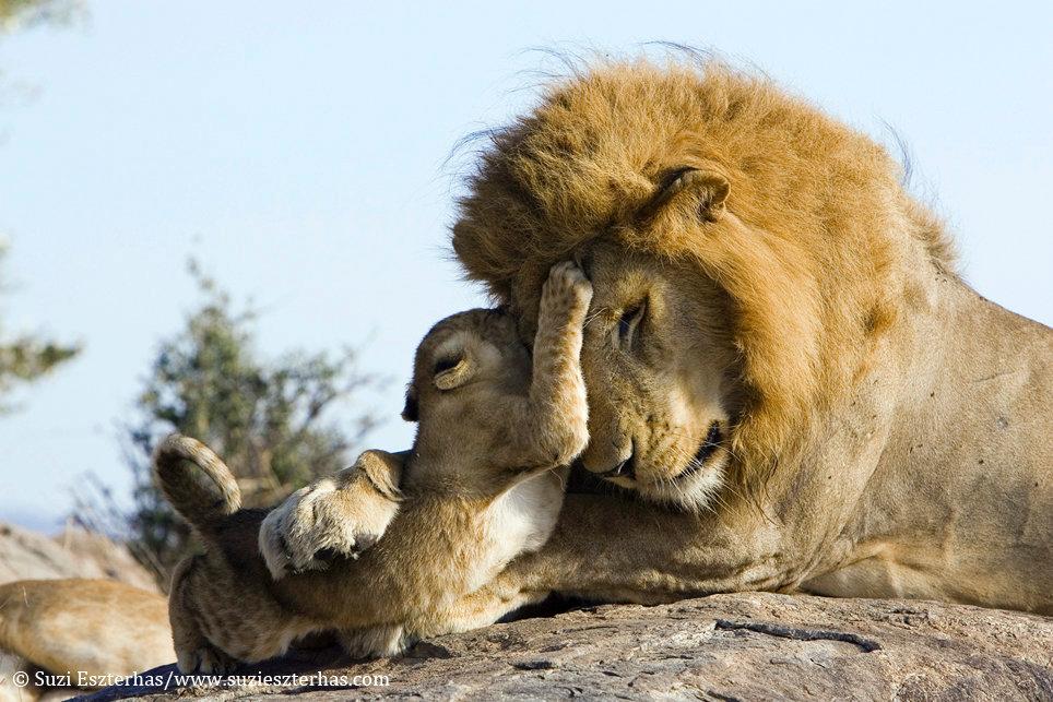 Lion love: Father meets his cub for the first time