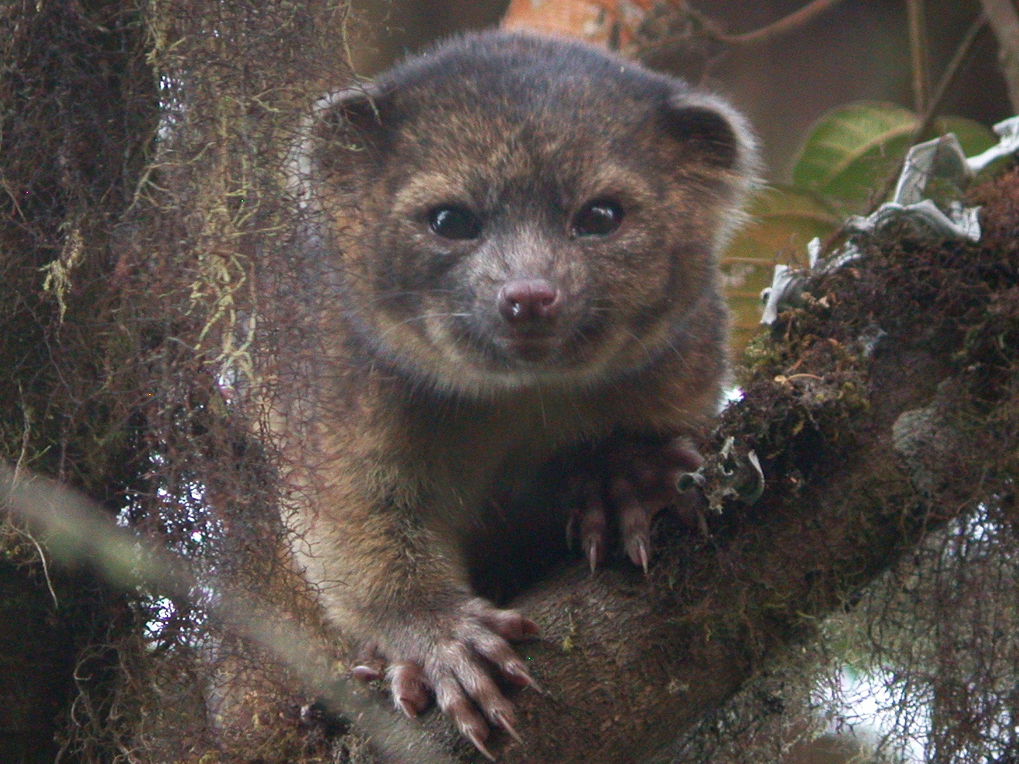 Cutest new animal' discovered: It's an olinguito!