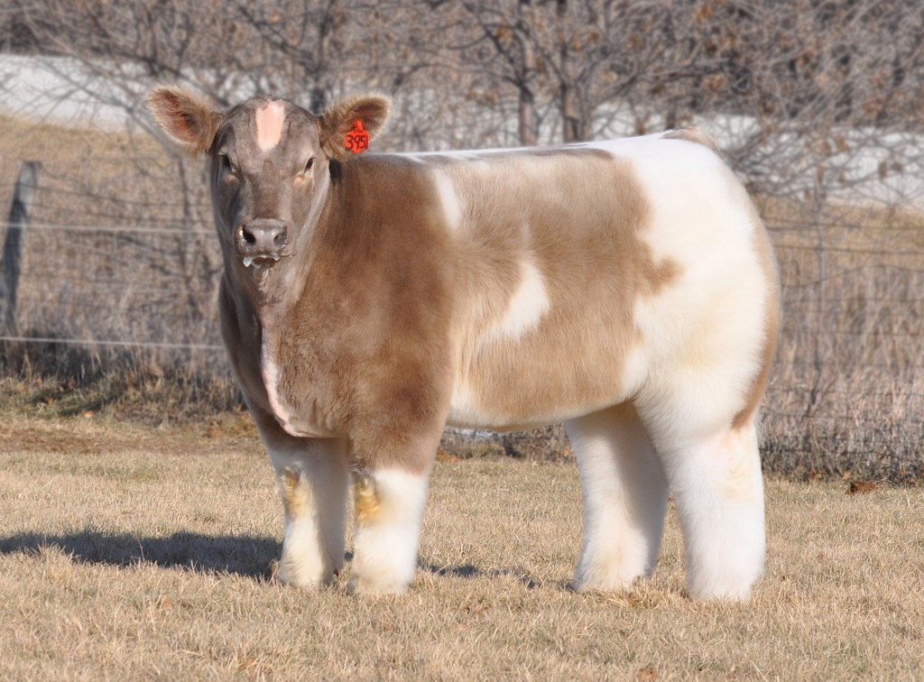 Cutest cows ever? obsesses over fluffy cattle