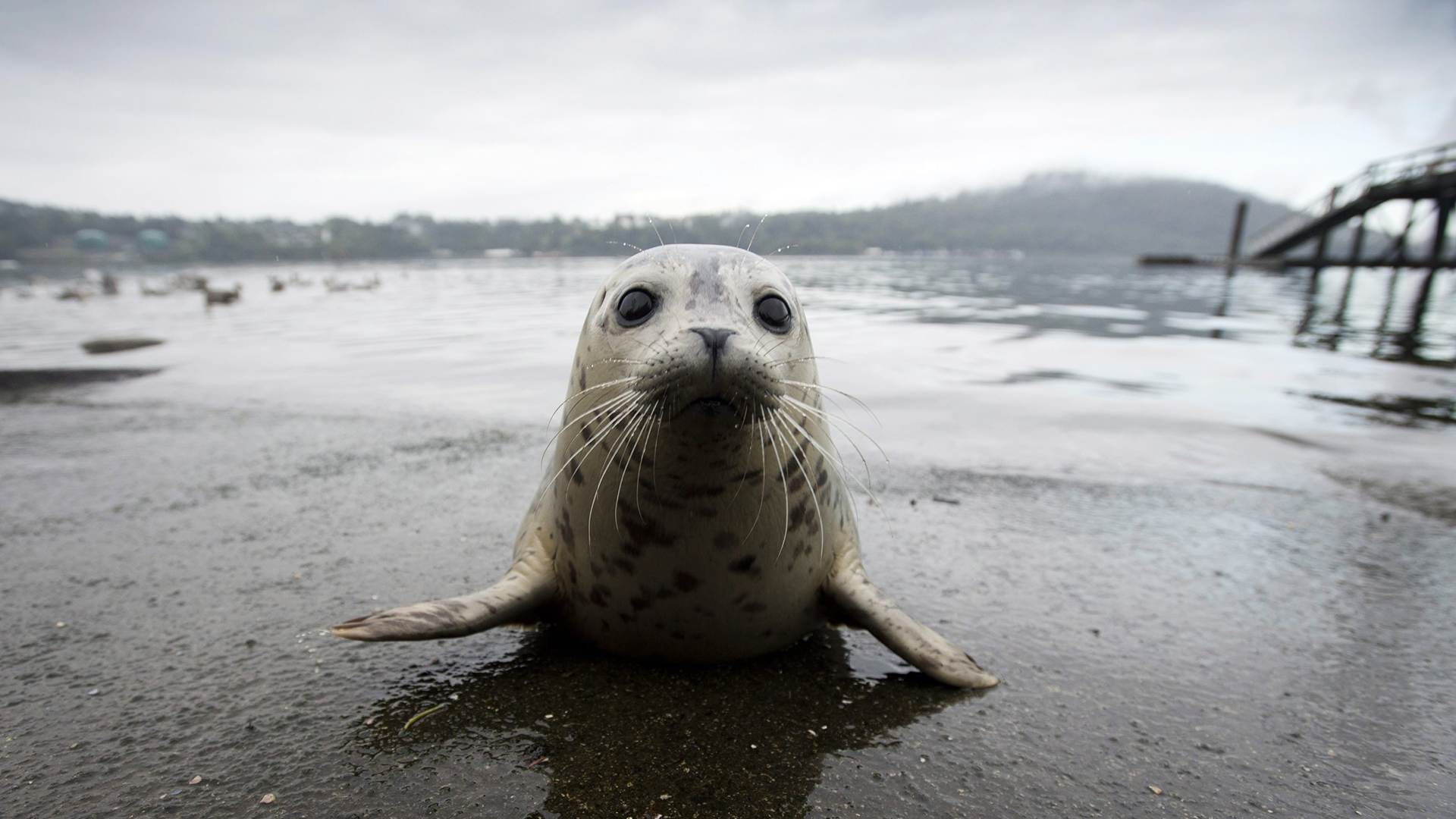 A seal pup splashes above water, a tiger plays ball and more of this week's  best animal photos