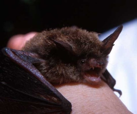 Image: Bat