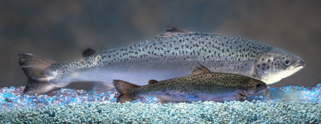 Image: Genetically engineered AquAdvantage Salmon with an Atlantic salmon