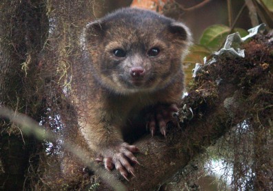 Image: Smithsonian scientists announce the discovery of a new species of carnivore- the olinguito