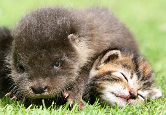 ss-140130-unlikely-friends-otter-kitten.