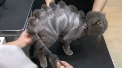 This salon can make your cat look like a dinosaur