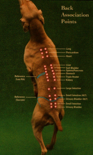 Canine Trigger Point Chart