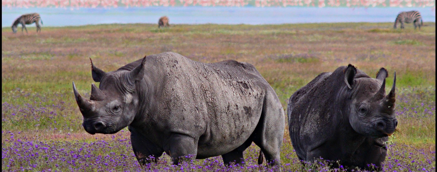 Image: Black rhino in Tanzania's Ngorogoro Crater
