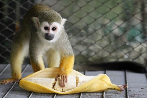 Monkeys have been banned from eating bananas by a British zoo because those grown for people are too sweet and sugary.