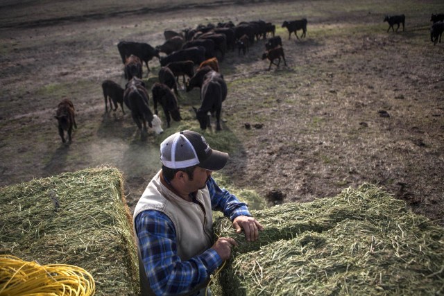 Image: Ranch hand Ricardo Madrigal feeds cattle on the Van Vleck Ranch in Rancho Murieta.