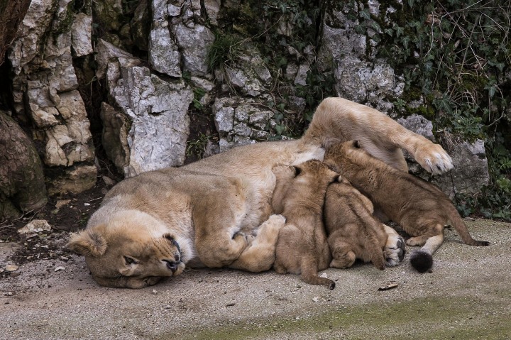 Image: Asiatic lion Shiva, the mother of the three unnamed cubs, feeds them in the Besancon zoo, eastern France