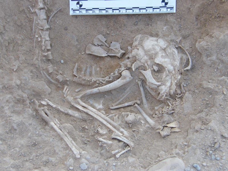 Egyptians Buried Cats Over 6,000 Years Ago