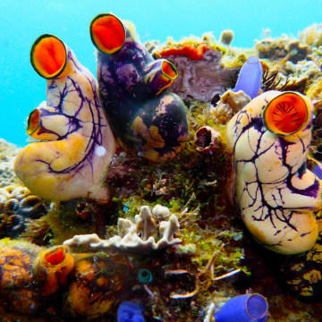 Pictures of tunicates of california