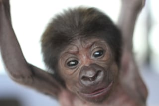 Image: Female gorilla born by caesarean