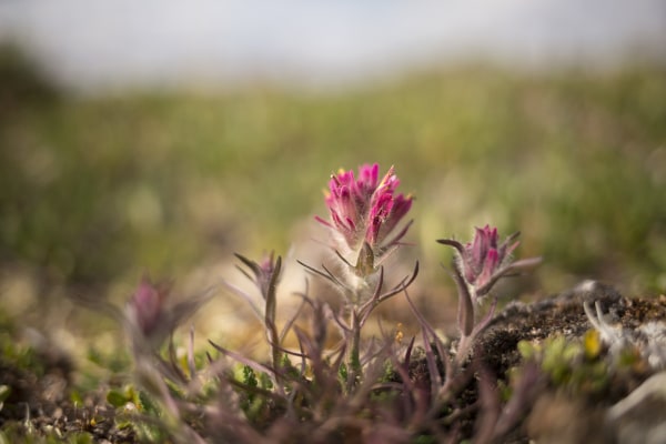 Image: Wildflowers bloom in tundra near Pamichtuk Lake
