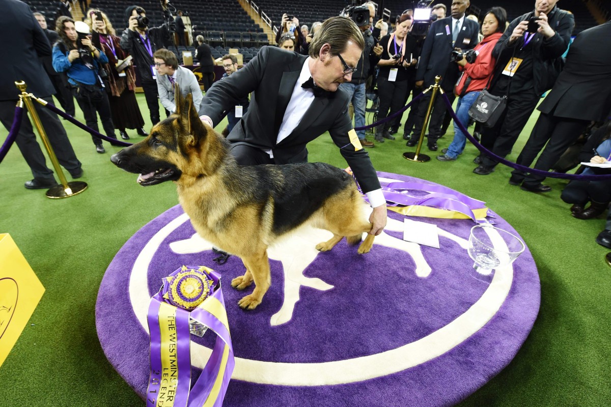 German Shepherd Wins Best in Show at Westminster