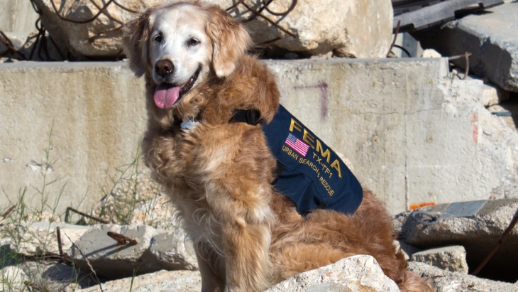 9/11 Ground Zero search dog still lends a helping paw