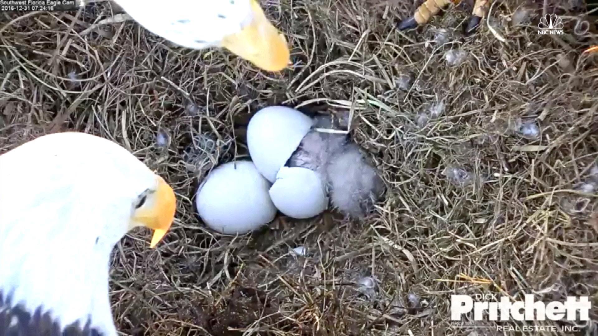 First of Two Baby Bald Eagles Hatches on Camera