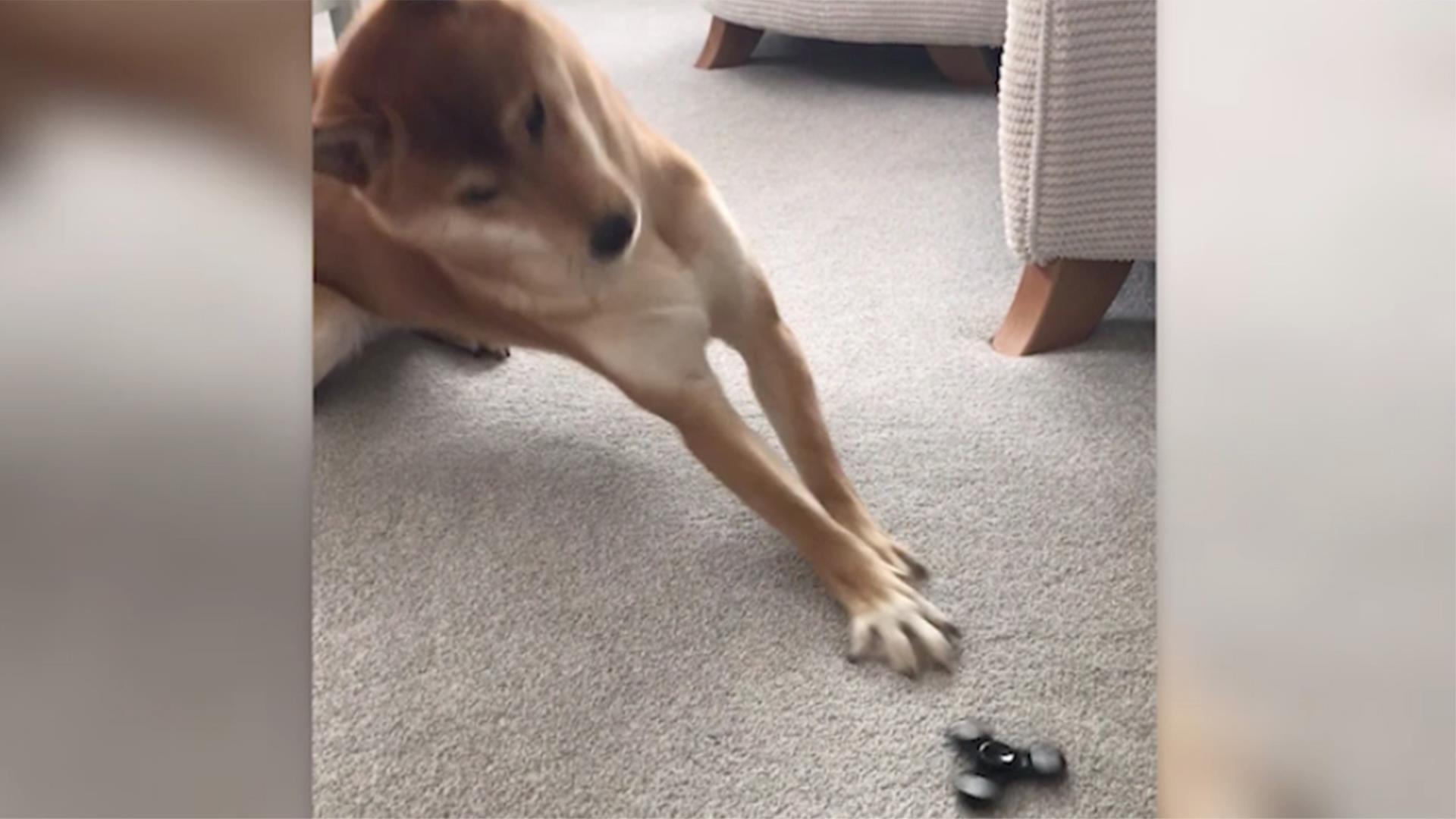 This dog can't handle the fidget spinner and it's hilarious