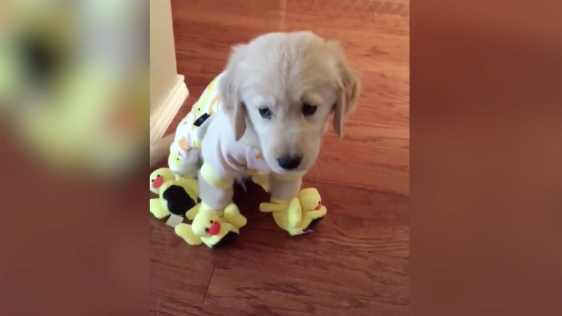 This adorable golden retriever in duck pajamas and slippers will steal your  heart!
