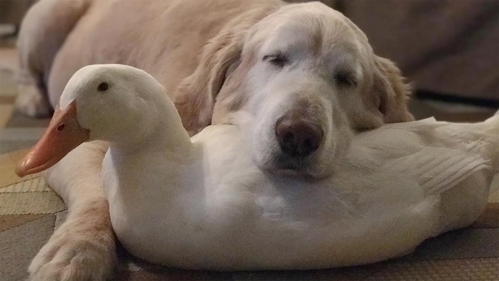 See dog and ducks’ loving, unlikely friendship