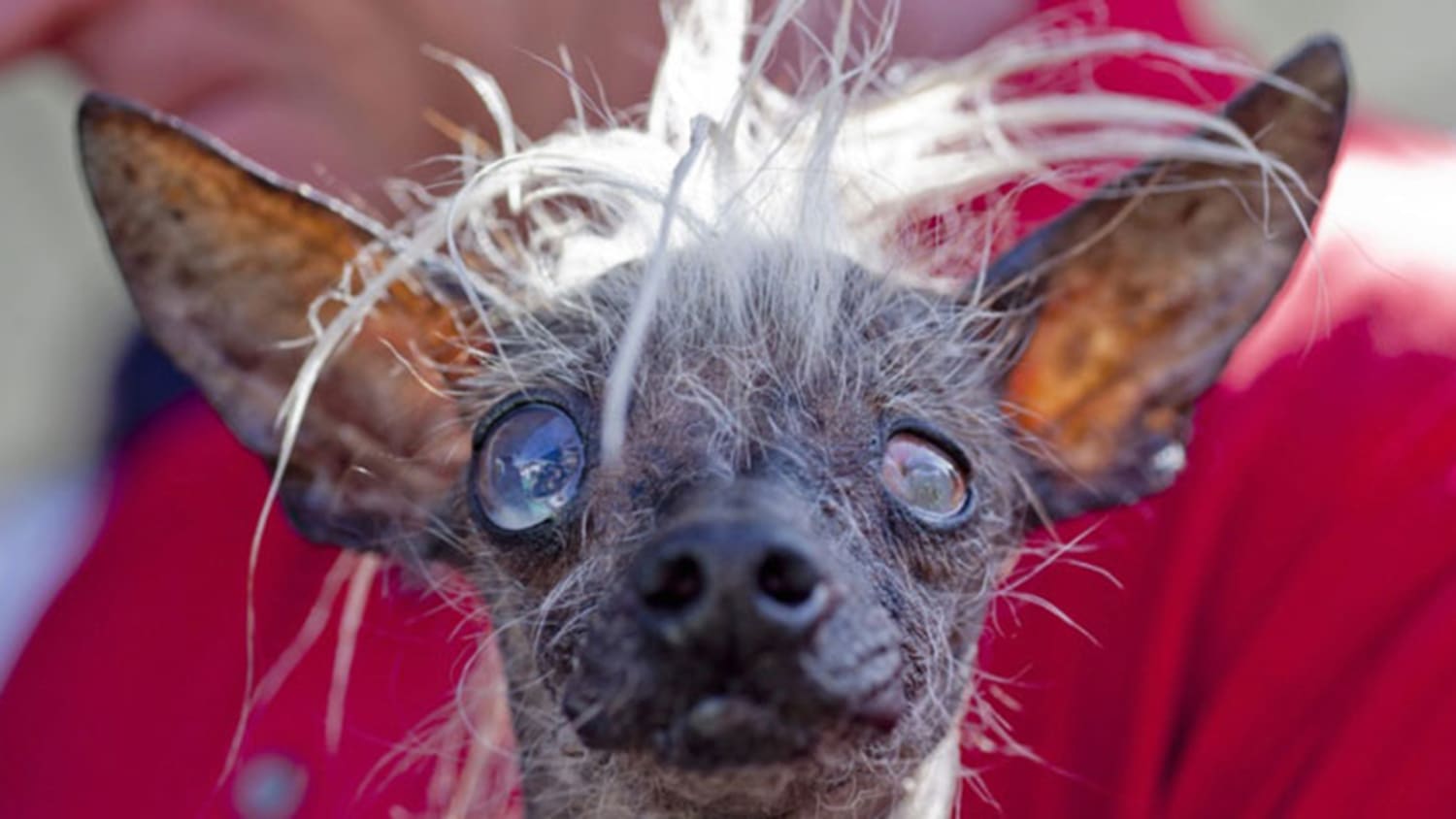 World's Ugliest Dog: See 6 of the canine competitors