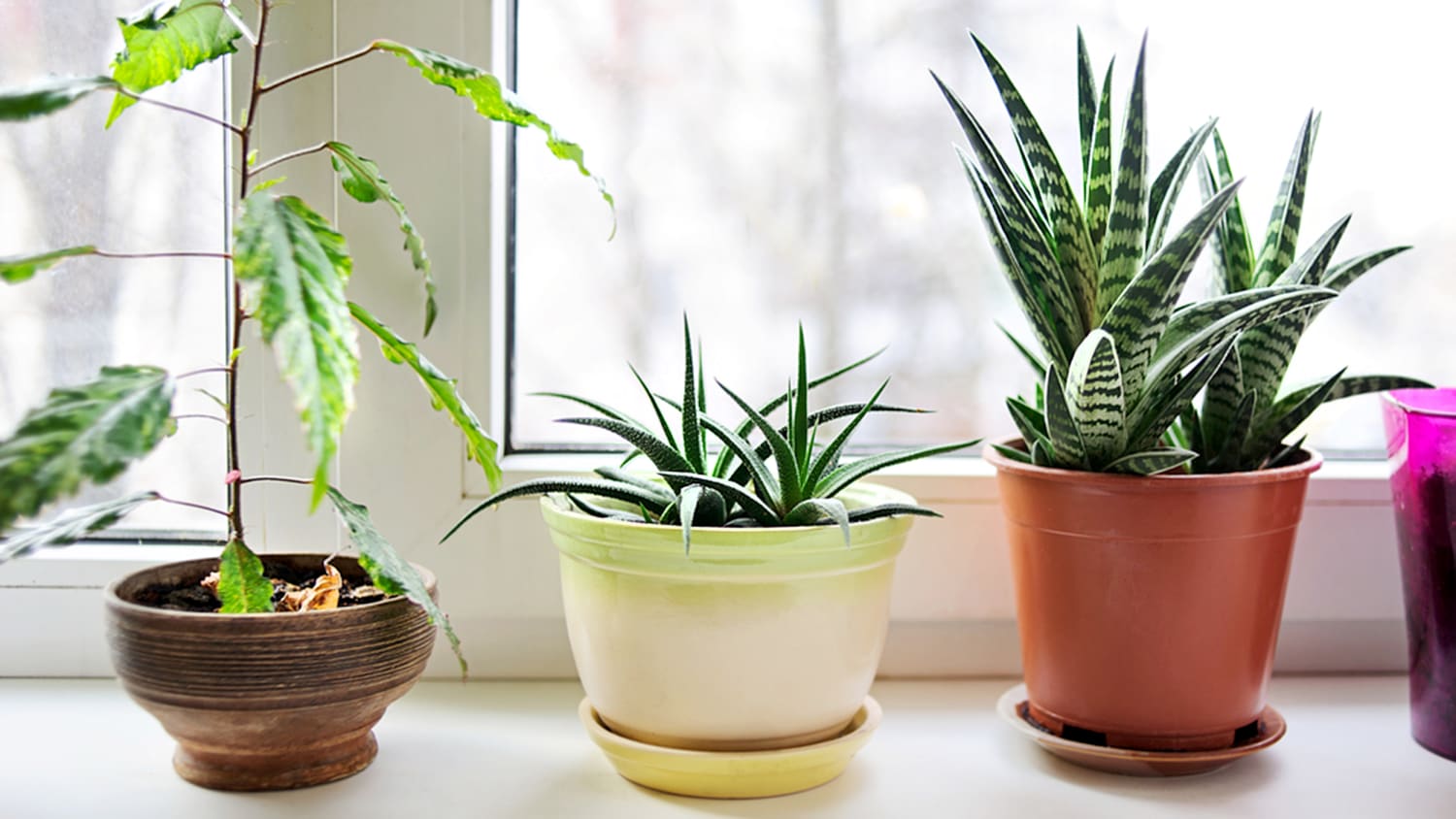 The 3 Best Air Purifying House Plants