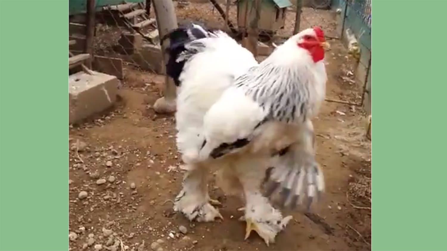 This Giant Chicken Is Ruffling Feathers All Over The Internet