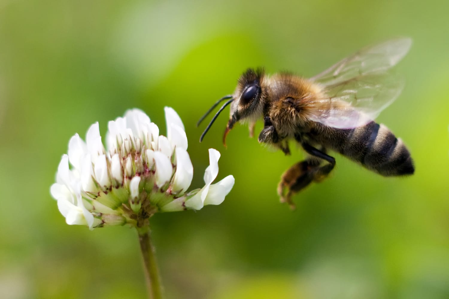 Download Scientists Have Some Wild Ideas For Solving Our Big Bee Problem