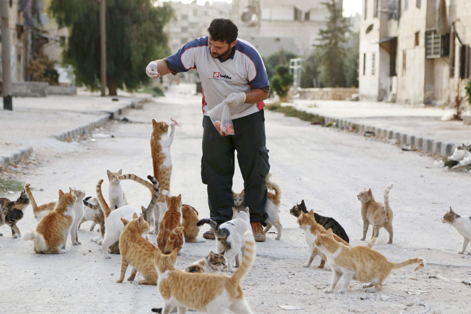 Cat Man of Aleppo' Forced to Start Again — From Scratch