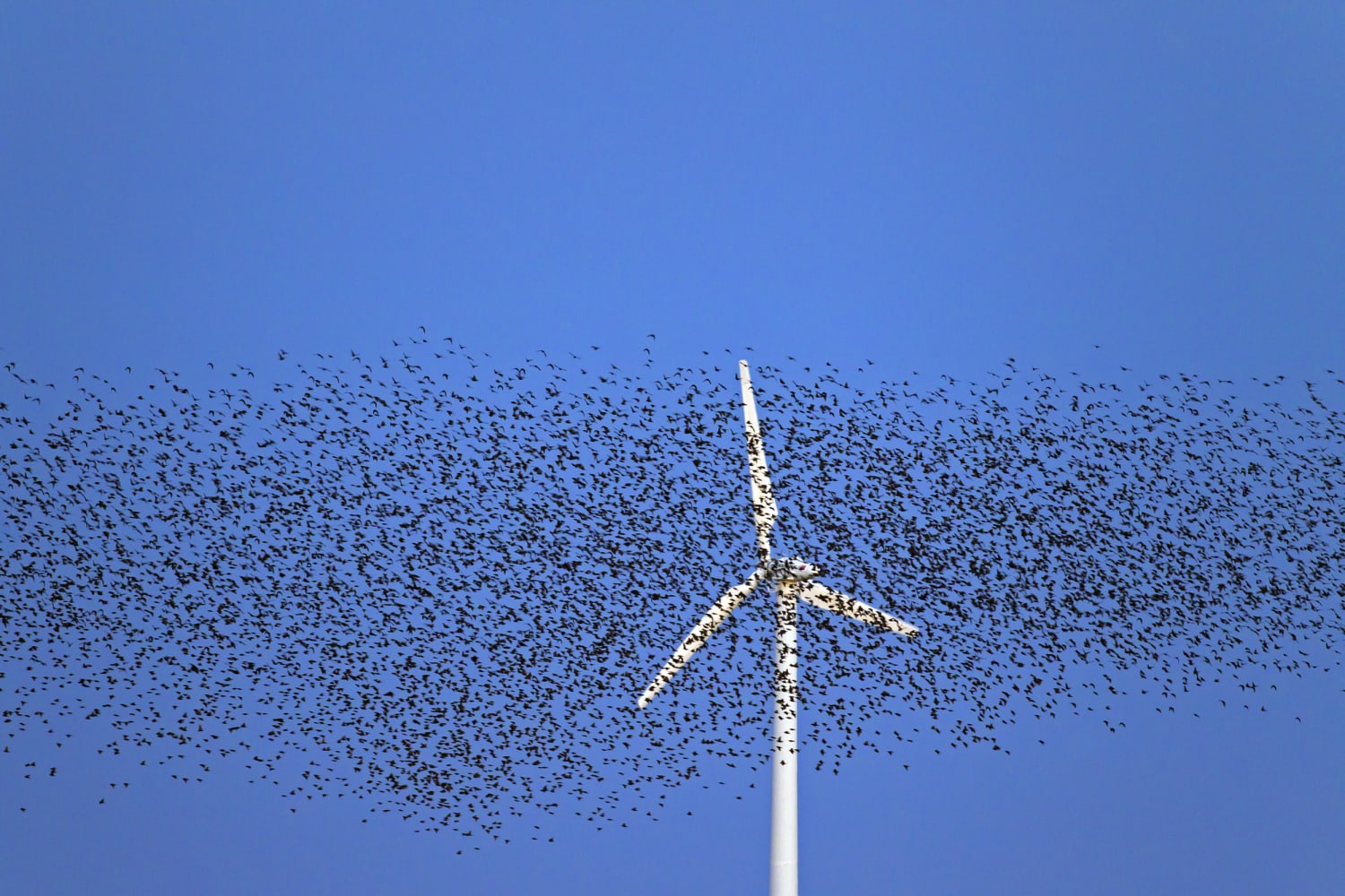 Wind Energy Takes A Toll On Birds But Now There S Help