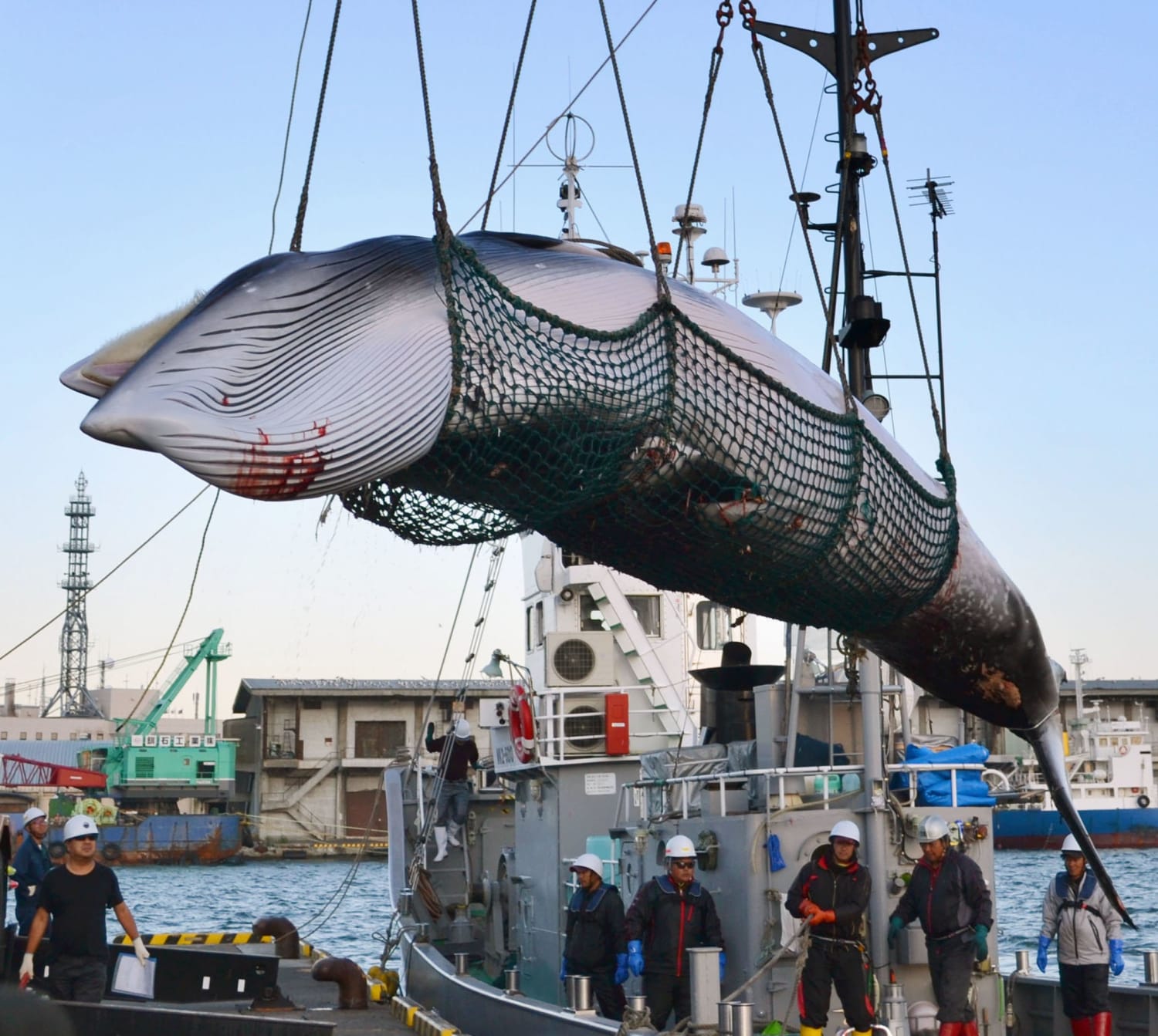 Japan to leave International Whaling Commission and resume commercial whaling