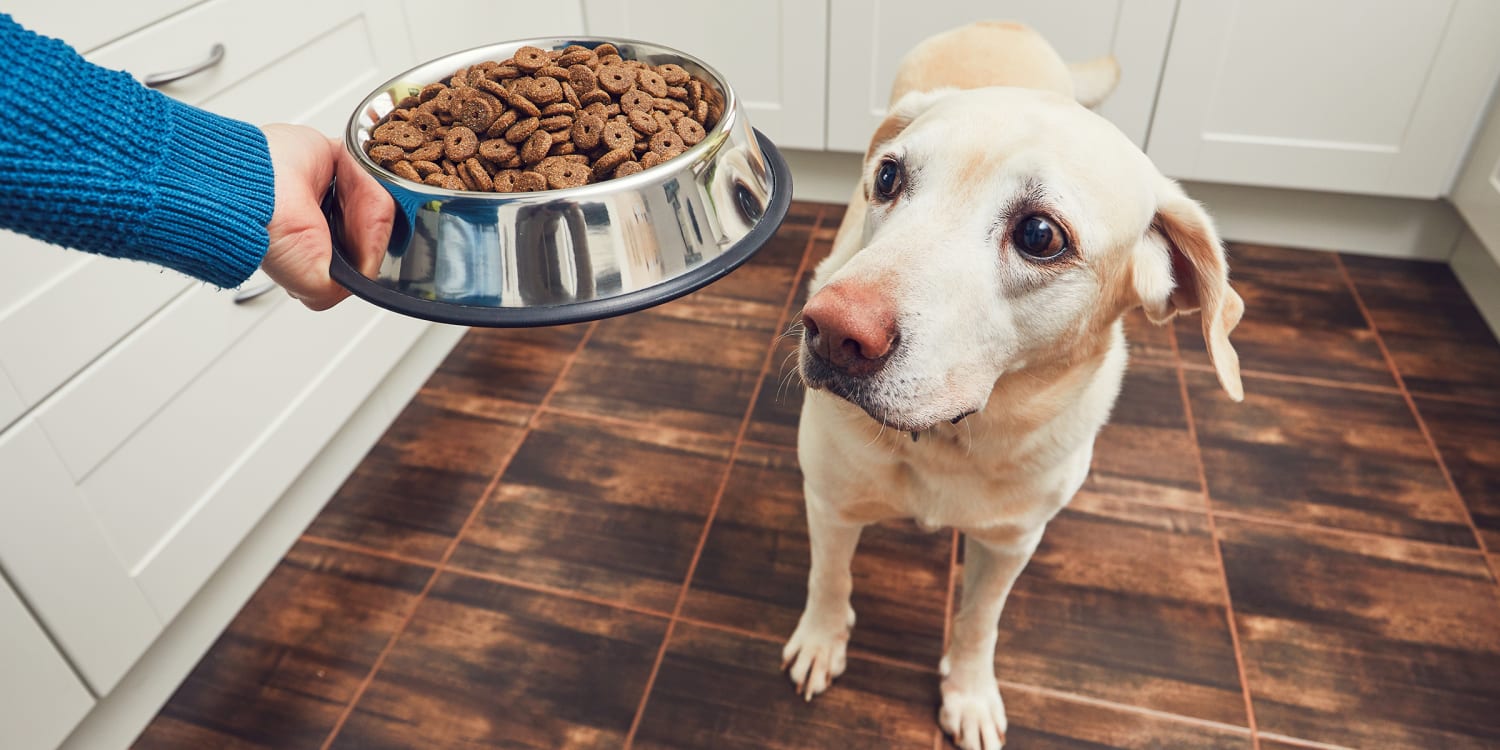 healthiest dog food for labs