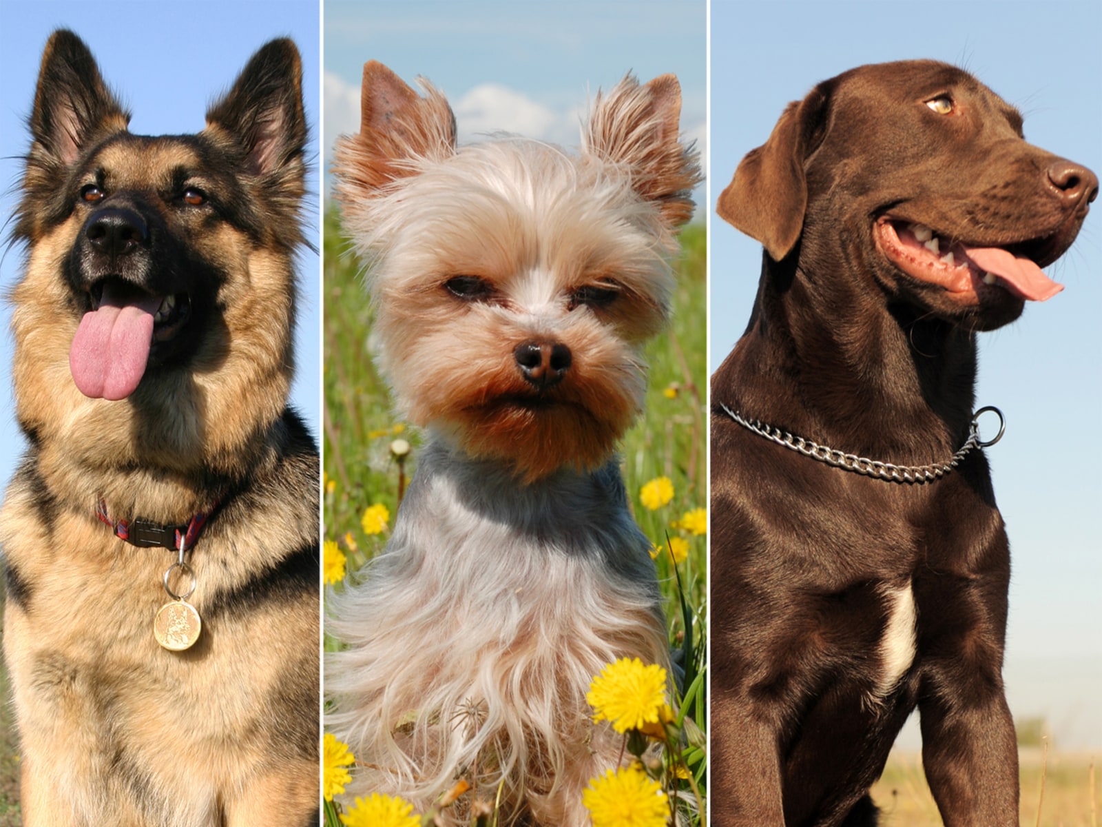 Which breed is America's top dog of 2012?