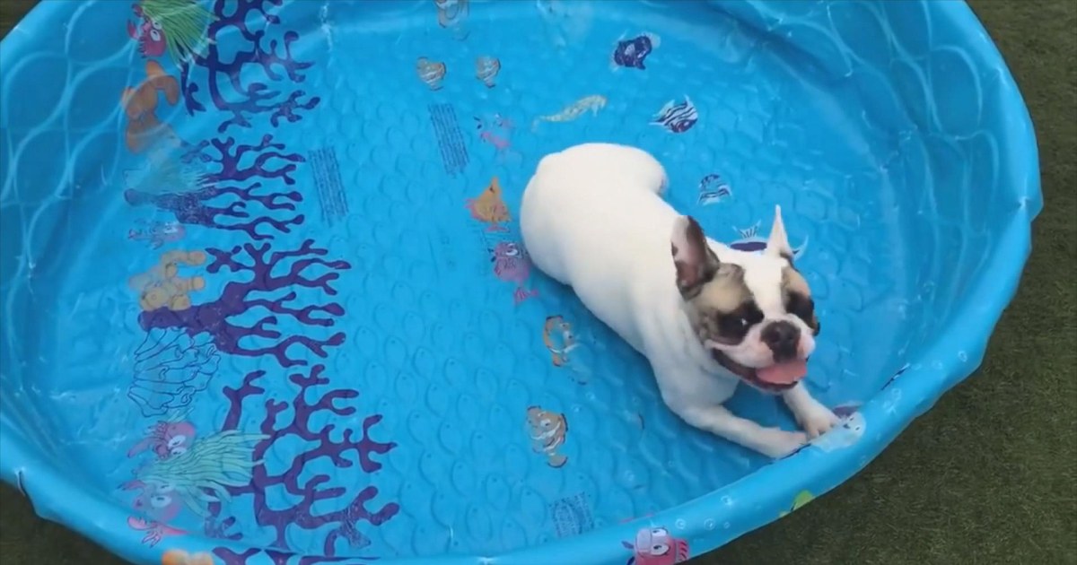 This French bulldog just keeps swimming without water