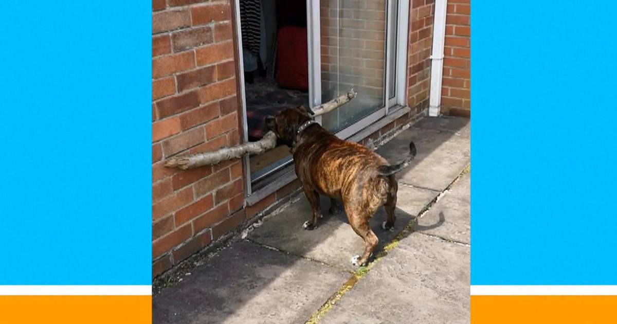 Adorable dog tries real hard to get big stick through door
