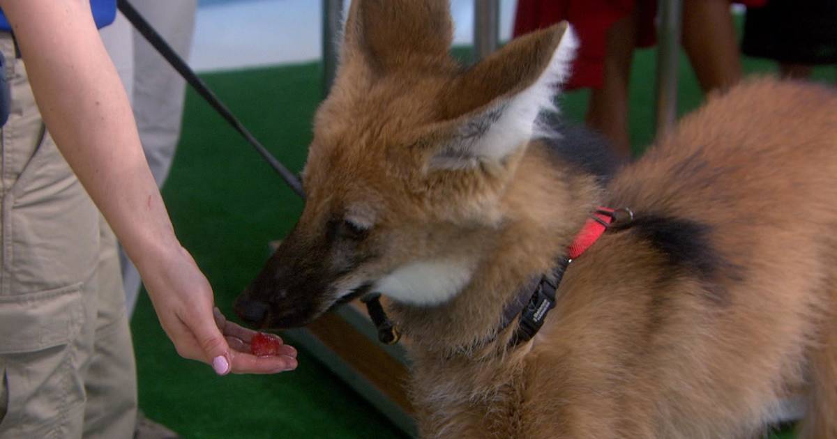 Kathie Lee Gifford and Hoda Kotb meet endangered wolves, snakes and more!