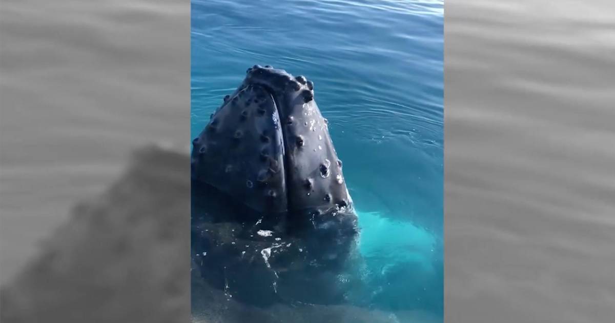See police officers encounter a massive whale while out on patrol