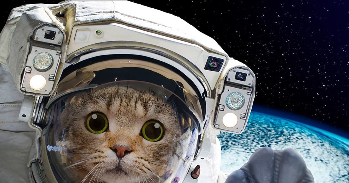 The animals that paved the way for humans in space