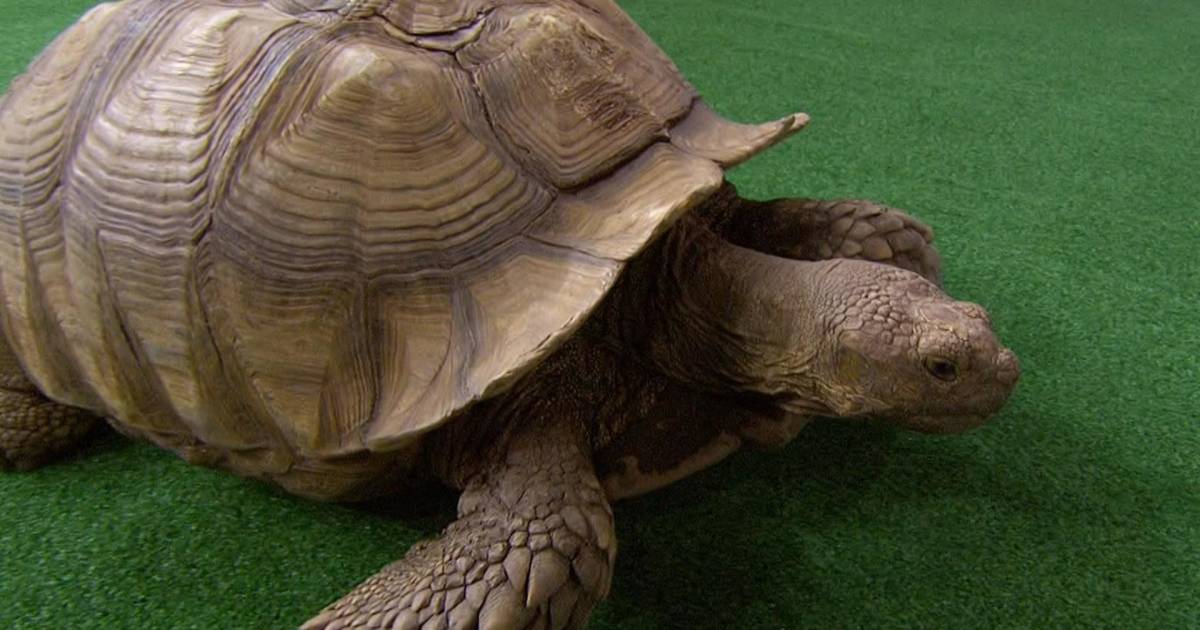 KLG and Hoda meet a 100-pound tortoise, a coati and more!