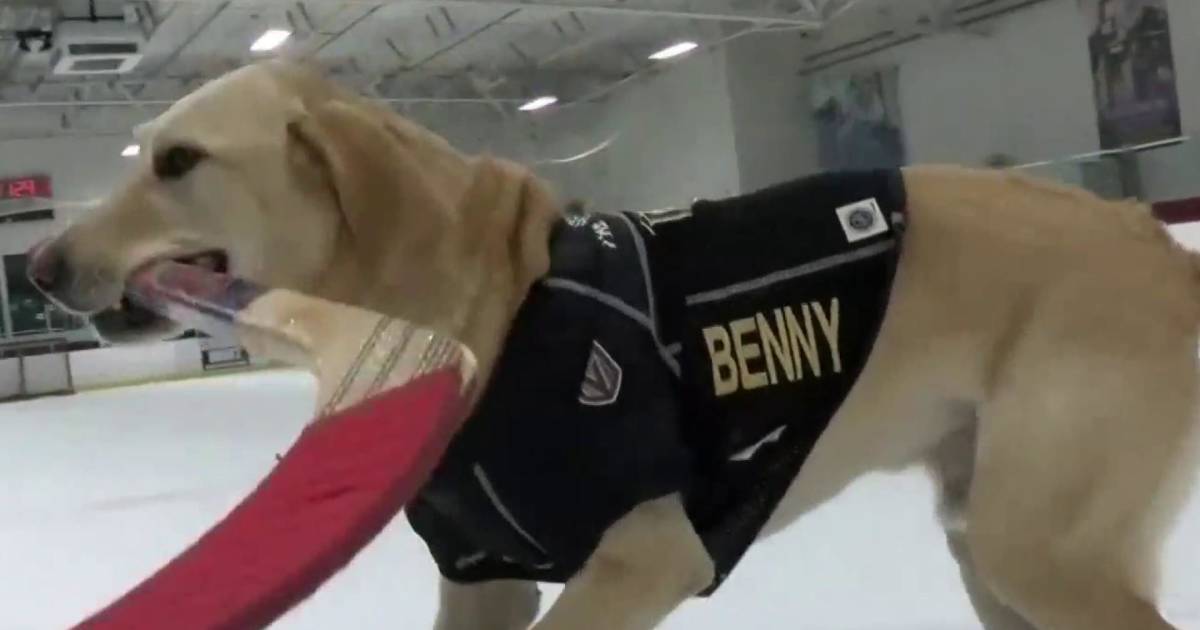 Ice skating dog hopes to perform for Vegas Golden Knights