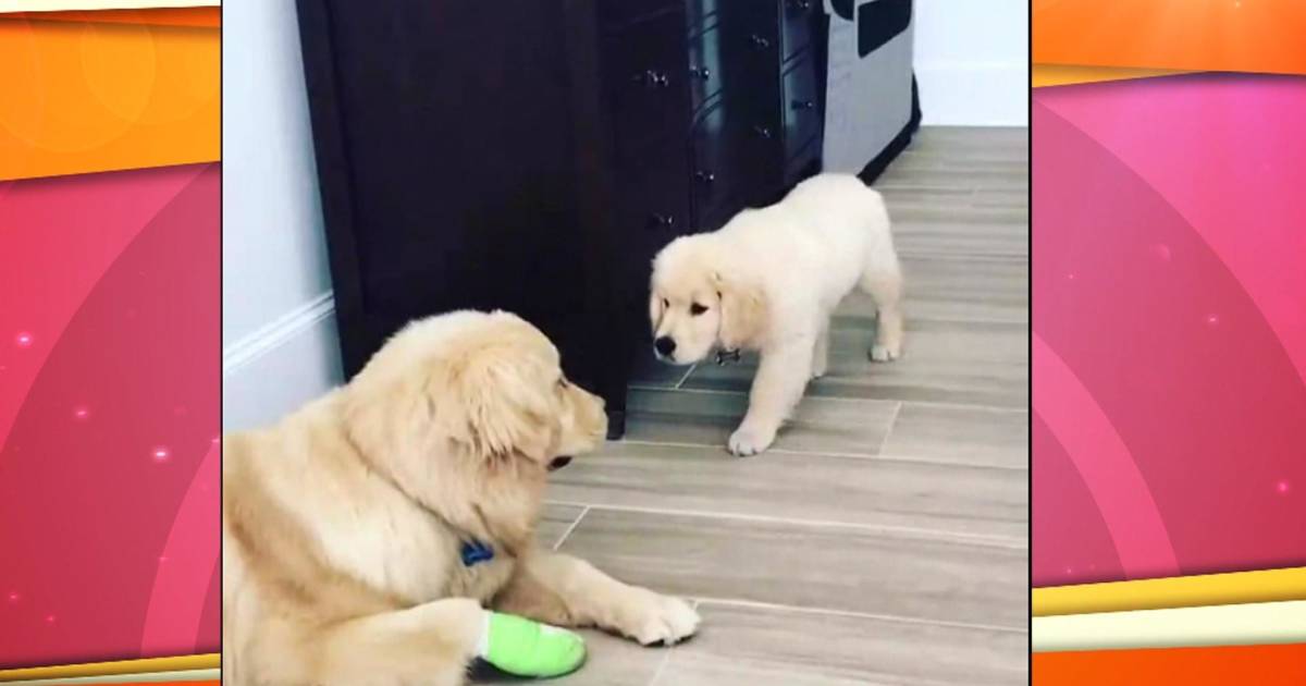 Watch: Adorable puppy tries to sneak up on big dog